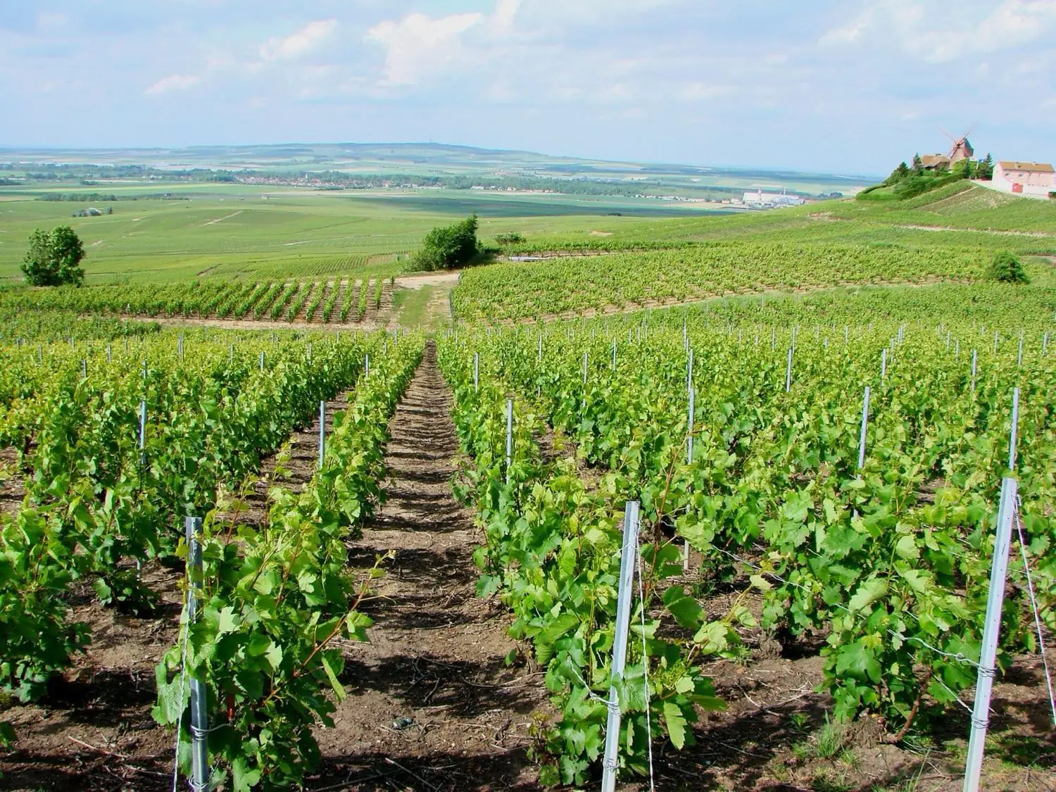 Vignoble de Champagne à Verzenay, sur la Montagne de Reims
