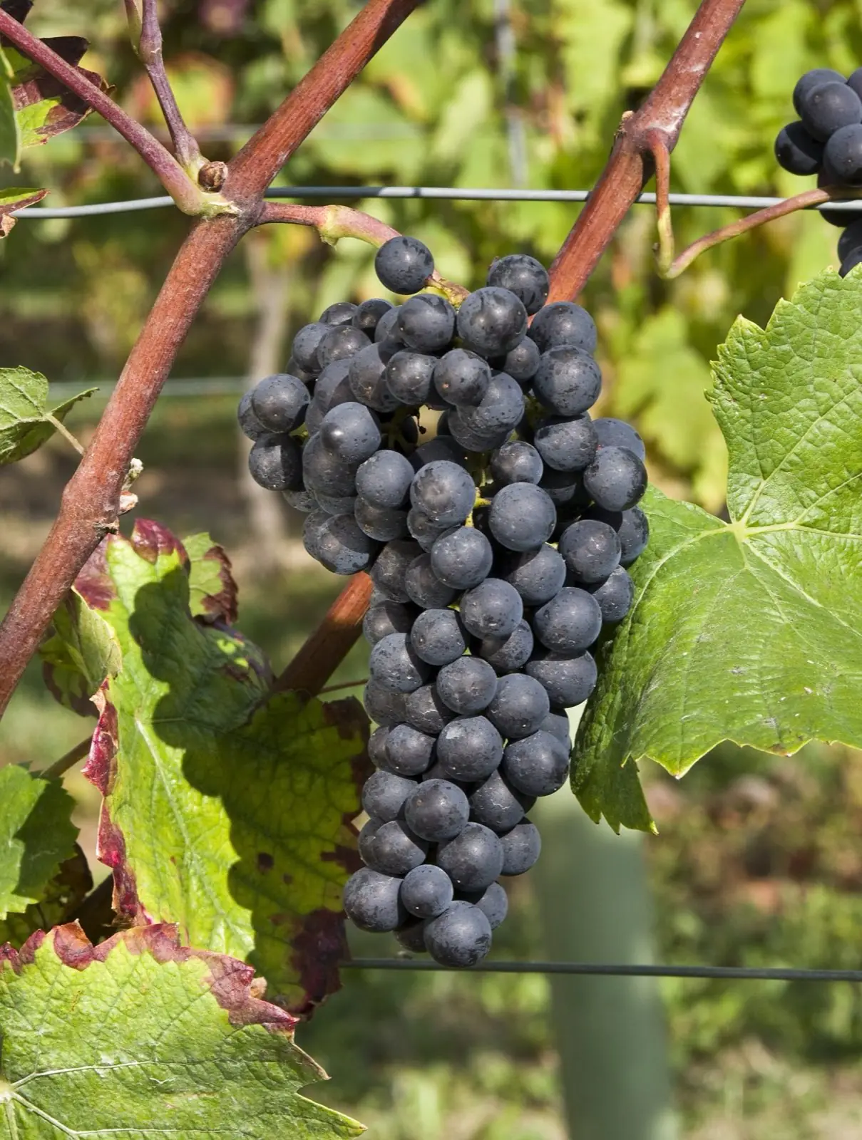 Grappe de pinot noir mûre sur son cep